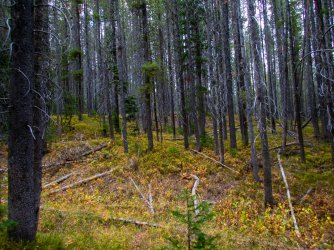 YNP_Day-7_Basin_CR_trail_off-Trail_ridge_forest.jpg YNP_Day-7_Basin_CR_trail_off-Trail_ridge_forest.jpg