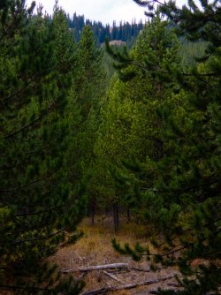 YNP_Day-7_Basin_CR_trail_off-Trail-1.jpg YNP_Day-7_Basin_CR_trail_off-Trail-1.jpg