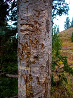 YNP_Day-8_Basin_Cr_bear_tree.jpg YNP_Day-8_Basin_Cr_bear_tree.jpg