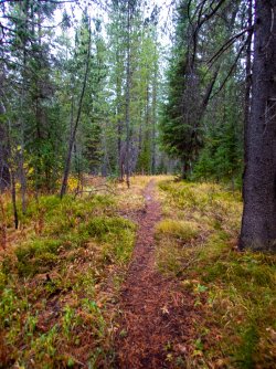 YNP_Day-8_Basin_Cr_trail.jpg YNP_Day-8_Basin_Cr_trail.jpg