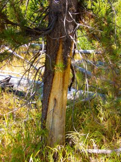 YNP_Day-1_bear_tree.jpg YNP_Day-1_bear_tree.jpg