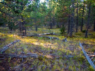 YNP_Day-1_Beaver_Cr_ridge_open_LP.jpg YNP_Day-1_Beaver_Cr_ridge_open_LP.jpg