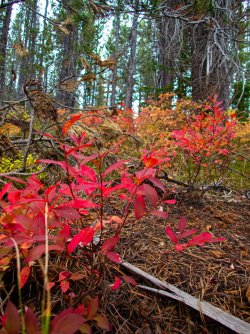 YNP_Day-7_Basin_CR_trail_off-Trail&huck_leaves.jpg YNP_Day-7_Basin_CR_trail_off-Trail&huck_leaves.jpg