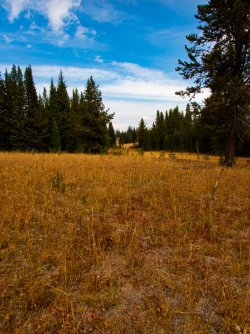YNP_Day-5_Plateau_Cr_off_trail-2.jpg YNP_Day-5_Plateau_Cr_off_trail-2.jpg