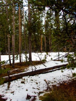 YNP_Day-1_Arnica_Cr_area_heading_in.jpg YNP_Day-1_Arnica_Cr_area_heading_in.jpg