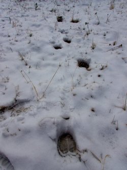 YNP_Day-1_Arnica_Cr_elk_tracks.jpg YNP_Day-1_Arnica_Cr_elk_tracks.jpg