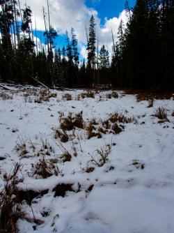 YNP_Day-1_Arnica_Cr_area_unnamed_creek.jpg YNP_Day-1_Arnica_Cr_area_unnamed_creek.jpg