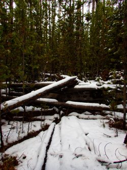 YNP_Day-1_Arnica_Cr_area_off-trail.jpg YNP_Day-1_Arnica_Cr_area_off-trail.jpg