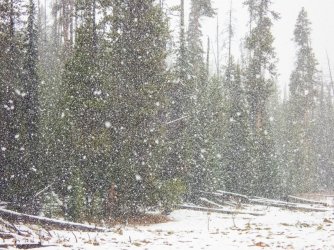 YNP_Day-1_Arnica_Cr_area_snowfall_downpour-1.jpg