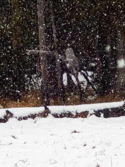 YNP_Day-1_Arnica_Cr_area_snowfall_downpour&GGO-2.jpg YNP_Day-1_Arnica_Cr_area_snowfall_downpour&GGO-2.jpg