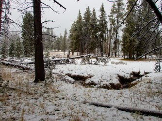 YNP_Day-1_Arnica_Cr_upper_area.jpg YNP_Day-1_Arnica_Cr_upper_area.jpg