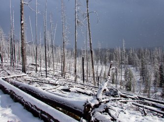 YNP_Day-1_Arnica_Cr_burn_scene.jpg YNP_Day-1_Arnica_Cr_burn_scene.jpg