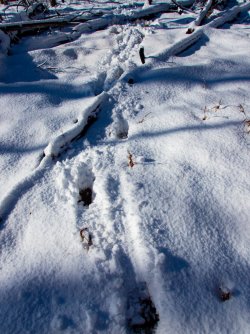 YNP_Day-1_Arnica_Cr_burn_elk_tracks.jpg YNP_Day-1_Arnica_Cr_burn_elk_tracks.jpg
