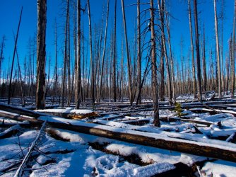 YNP_Day-1_Arnica_Cr_burn_elk_tracks-2.jpg YNP_Day-1_Arnica_Cr_burn_elk_tracks-2.jpg