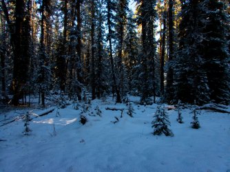YNP_Day-1_Arnica_Cr_forest_route.jpg YNP_Day-1_Arnica_Cr_forest_route.jpg