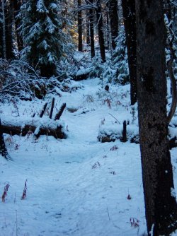 YNP_Day-1_Arnica_Cr_forest_route_sawn_log-1.jpg YNP_Day-1_Arnica_Cr_forest_route_sawn_log-1.jpg