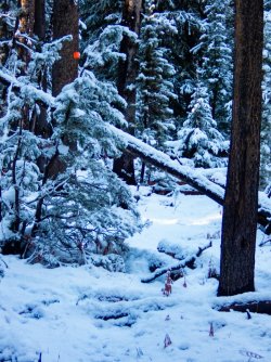 YNP_Day-1_Arnica_Cr_forest_route_trail_marker.jpg YNP_Day-1_Arnica_Cr_forest_route_trail_marker.jpg