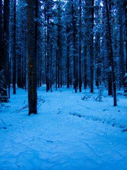 YNP_Day-1_Arnica_Cr_forest_route_trail_marker-3.jpg YNP_Day-1_Arnica_Cr_forest_route_trail_marker-3.jpg