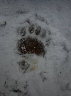 YNP_Day-1_Beach_L_bear_track.jpg YNP_Day-1_Beach_L_bear_track.jpg