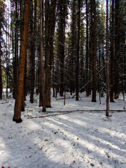 YNP_Day-2_forest_route-2.jpg