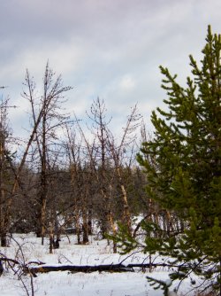 YNP_Day-2_approaching_Alum_Cr_SS_Hawk.jpg YNP_Day-2_approaching_Alum_Cr_SS_Hawk.jpg