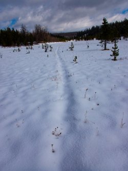 YNP_Day-2_upper_Alum_Cr_meadow.jpg YNP_Day-2_upper_Alum_Cr_meadow.jpg