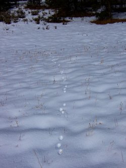 YNP_Day-2_upper_Alum_Cr_pine_marten_tracks.jpg YNP_Day-2_upper_Alum_Cr_pine_marten_tracks.jpg