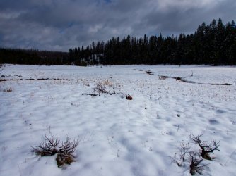 YNP_Day-2_upper_Alum_Cr_meadow-2.jpg YNP_Day-2_upper_Alum_Cr_meadow-2.jpg