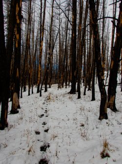 YNP_Day-2_upper_Alum_Cr_bison_tracks-1.jpg YNP_Day-2_upper_Alum_Cr_bison_tracks-1.jpg