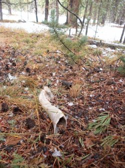 YNP_Day-2_upper_Alum_Cr_bison_humerus.jpg YNP_Day-2_upper_Alum_Cr_bison_humerus.jpg