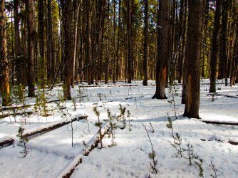 YNP_Day-2_upper_Alum_Cr_bison-scarred_trees.jpg YNP_Day-2_upper_Alum_Cr_bison-scarred_trees.jpg