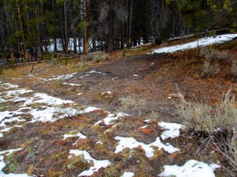 YNP_Day-2_upper_Alum_Cr_bison_trail&wallow.jpg YNP_Day-2_upper_Alum_Cr_bison_trail&wallow.jpg