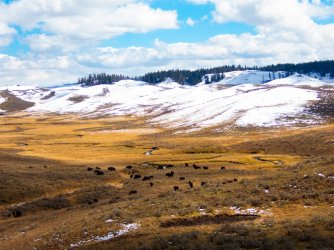 YNP_Day-2_Hayden_Valley_Alum_Creek_bison-1-2.jpg YNP_Day-2_Hayden_Valley_Alum_Creek_bison-1-2.jpg