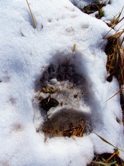 YNP_Day-2_Hayden_Valley_Alum_Creek_N_griz_track_snow.jpg YNP_Day-2_Hayden_Valley_Alum_Creek_N_griz_track_snow.jpg