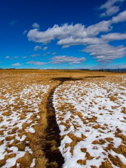 YNP_Day-2_Hayden_Valley_Alum_Creek_N_bison_trail&wallow.jpg YNP_Day-2_Hayden_Valley_Alum_Creek_N_bison_trail&wallow.jpg