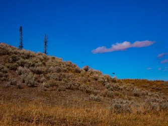 YNP_Day-2_Hayden_Valley_Alum_Creek_N_mtn_bluebirds.jpg YNP_Day-2_Hayden_Valley_Alum_Creek_N_mtn_bluebirds.jpg