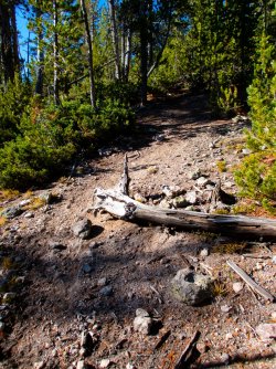 YNP_Day-2_Hayden_Valley_Violet_Cr_thermals_bison_trail.jpg YNP_Day-2_Hayden_Valley_Violet_Cr_thermals_bison_trail.jpg