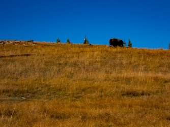 YNP_Day-2_Hayden_Valley_Violet_Cr_thermals_bison-3.jpg YNP_Day-2_Hayden_Valley_Violet_Cr_thermals_bison-3.jpg