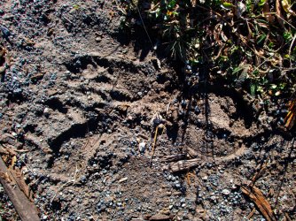 YNP_Day-2_Hayden_Valley_Violet_Cr_N_griz_bison&coyote_track.jpg YNP_Day-2_Hayden_Valley_Violet_Cr_N_griz_bison&coyote_track.jpg