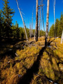 YNP_Day-2_Otter_Cr_area_meadow.jpg YNP_Day-2_Otter_Cr_area_meadow.jpg