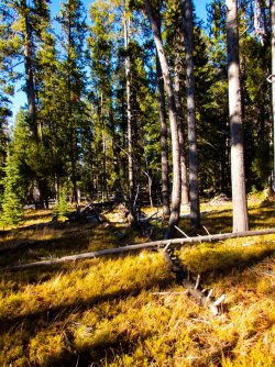 YNP_Day-2_Otter_Cr_area_route_N-3.jpg YNP_Day-2_Otter_Cr_area_route_N-3.jpg