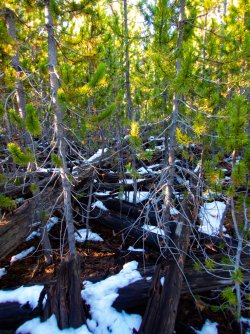 YNP_Day-2_Otter_Cr_thicket.jpg YNP_Day-2_Otter_Cr_thicket.jpg