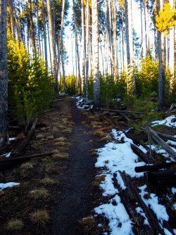 YNP_Day-2_Cygnet_L_trail.jpg YNP_Day-2_Cygnet_L_trail.jpg