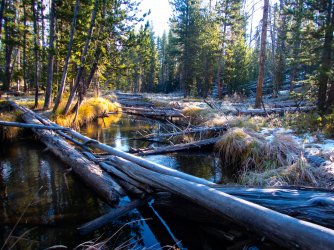 YNP_Day-3_Gibbon_R_morning.jpg YNP_Day-3_Gibbon_R_morning.jpg
