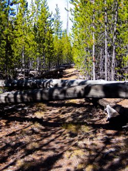 YNP_Day-3_Ice_L_Trail_deadfall.jpg YNP_Day-3_Ice_L_Trail_deadfall.jpg