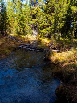 YNP_Day-3_Solfatara_Cr_unnamed_trib.jpg YNP_Day-3_Solfatara_Cr_unnamed_trib.jpg