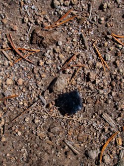 YNP_Day-3_Solfatara_Cr_obsidian.jpg YNP_Day-3_Solfatara_Cr_obsidian.jpg