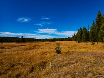 YNP_Day-3_Solfatara_Cr_meadow.jpg YNP_Day-3_Solfatara_Cr_meadow.jpg