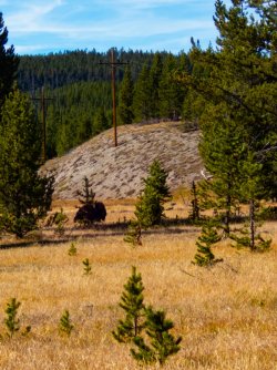 YNP_Day-3_Solfatara_Cr_bison-1.jpg YNP_Day-3_Solfatara_Cr_bison-1.jpg