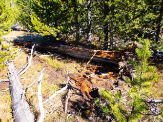 YNP_Day-3_Solfatara_Cr_bear_log.jpg YNP_Day-3_Solfatara_Cr_bear_log.jpg